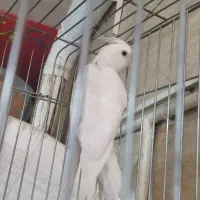 عروس هلندی آلبینو|پرنده|فردیس, شهرک شهید حسینی|دیوار