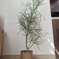 اِفوربیا تیروکالی|گل و گیاه طبیعی|تهران, سردارجنگل|دیوار