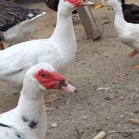 فروش اسرائیلی نروماده