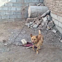 پاکوتاه گوش اسبی نر