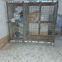 قفس|لوازم جانبی حیوانات|اهواز, کوی طلاب|دیوار