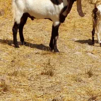 بز درجه یک