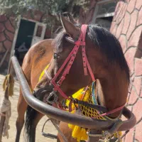 اسب مادیان|اسب و تجهیزات اسبسواری|تبریز, |دیوار