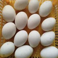 تخم غاز محلی