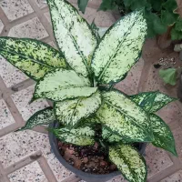 گل اپارتمانی