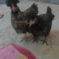 مرغ و خروس ۴ماهه