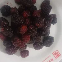 شاتوت