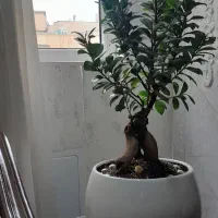 بنسای جنسینگ بزرگ اصلی