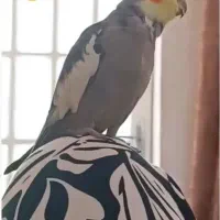 عروس هلندی گمشده|حیوانات|شیراز, کوشک میدان|دیوار