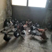۱۲ جفت کبوتر خارجی انگلیسی خالص