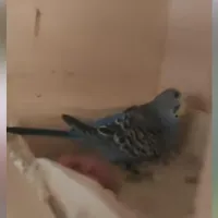 مرغ عشق ماده