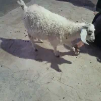کهره معاوضه با یخجال