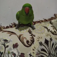 طوطی سبز نر معاوضه با ماده