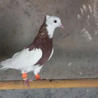 کفتر طوقی سرخ نر