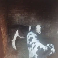 یک راس گوساله سیمینتال