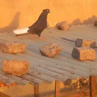 کفتر رنگی|پرنده|تهران, مسعودیه|دیوار