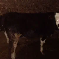 گوساله نر سمینتال