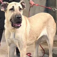 سگ کانگال سرابی