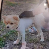 پامر نر زیبا واصیل