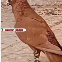 کبوتر سرخ