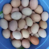 تخم مرغ محلی