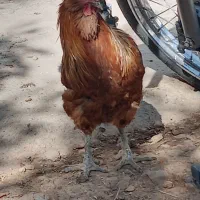 خروس فروشی|حیوانات مزرعه|درودزن, |دیوار