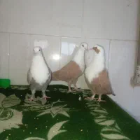 3 عدد کلاغ زرد خوشگل|پرنده|تربتحیدریه, بالا ولایت|دیوار