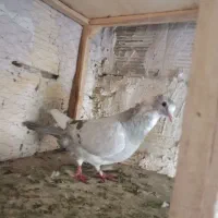 تعدادی کبوتر یا کفتر|پرنده|مشهد, شهید قربانی|دیوار