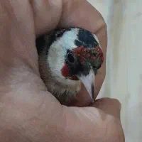 فروش یا معاوضه فقط با قناری نر