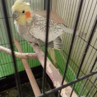 پر نده|پرنده|پاکدشت, پاکدشت (مامازند)|دیوار