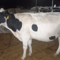 گاو
