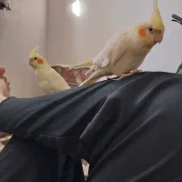 عروس هلندی ۴ عدد|پرنده|اهواز, شهرک الهیه|دیوار