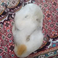 سنگ|زیورآلات و اکسسوری|اردبیل, |دیوار