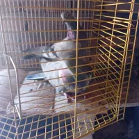 پرشی|پرنده|میاندوآب, |دیوار