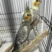 عروس هلندی جوجه