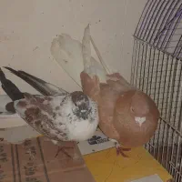 کفتر صید شده