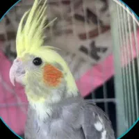 عروسای جوان زیبا خونگی نر دونه ۸۵۰|پرنده|کرج, کوی زنبق|دیوار