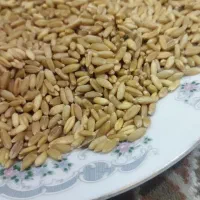 گندم خرمنکوب