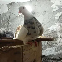 پرنده|پرنده|مسجد سلیمان, |دیوار