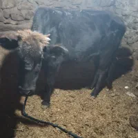 گاو|حیوانات مزرعه|لوداب, |دیوار