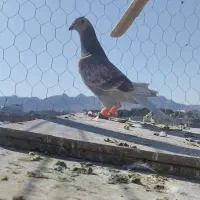 نر اقون پولکی آلمانی