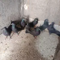 کبوتر صدا کن.|پرنده|شهرکرد, |دیوار