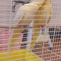 عروس هلندی مولد نر و ماده لوتینو