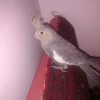 عروس هلندی|پرنده|بیرجند, |دیوار