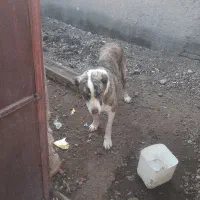 طول هشت ماهه نر درشت .قیمت پنج میلیون|سگ|سلیمان, |دیوار