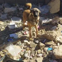 کوچوک ۷ماهه