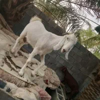 بز فروشی