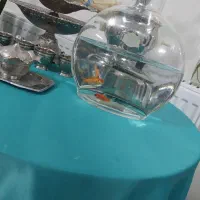 تنگ‌ماهی زیبا