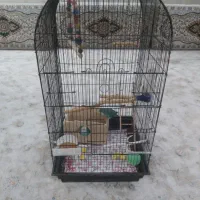 دو عدد طوطی برزیلی خوش رنگ|پرنده|ری, هاشم‌آباد|دیوار