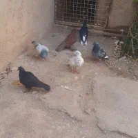 فروش کبوتر|پرنده|ضیاء آباد, |دیوار